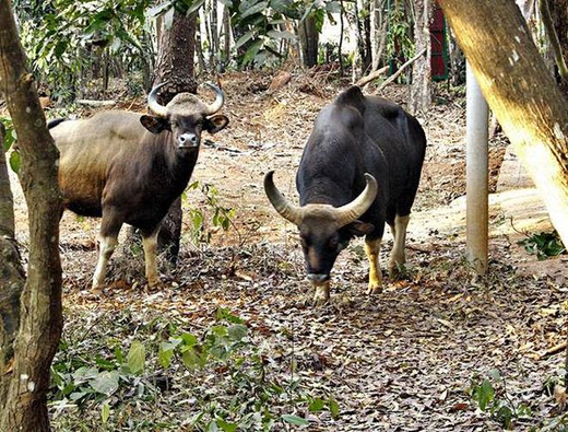 gaur.jp